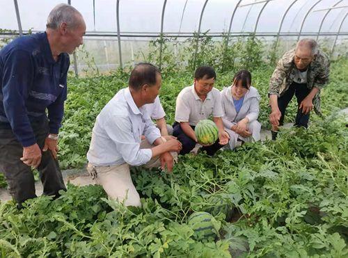朱亭县吃瓜视频,揭秘当地美食文化盛宴