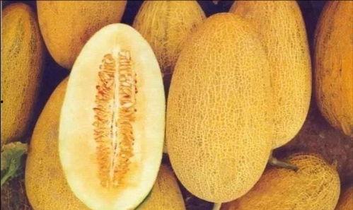 日本吃货哈密瓜视频,美味诱惑引发全民热议！