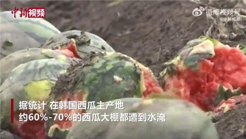 各省朋友吃瓜视频,一网打尽各地风土人情