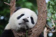 熊猫吃瓜搞笑视频下载免费,萌态可掬，欢乐无限免费下载