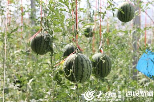 甘肃陇南吃瓜事件视频,一场引发热议的乡村美食风波