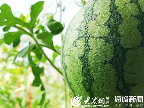 龙子湖吃瓜视频大全最新,盘点那些爆笑、感人、惊悚的瞬间