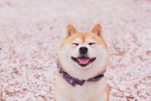 柴犬可以吃白玉瓜吗视频,揭秘白玉瓜的适口美味