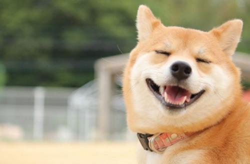 柴犬可以吃白玉瓜吗视频,揭秘白玉瓜的适口美味