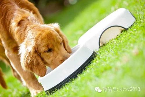 狗狗可以吃蒲瓜嘛视频教程,蒲瓜营养解析与烹饪教程
