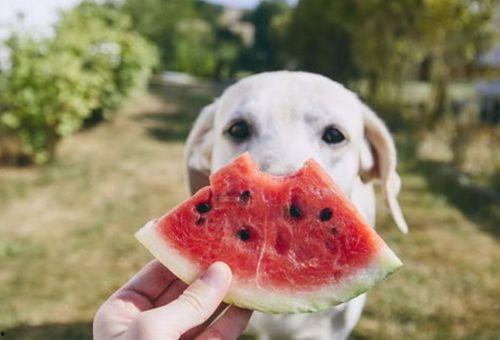 狗狗可以吃蒲瓜嘛视频教程,蒲瓜营养解析与烹饪教程
