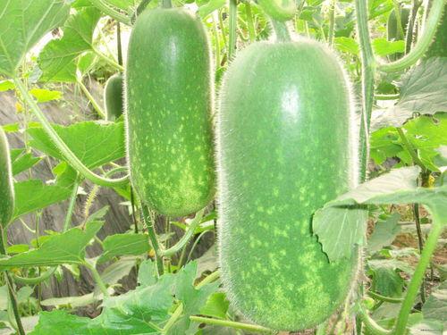 吃骚瓜减肥视频大全图片,跟随热门视频，轻松打造完美身材