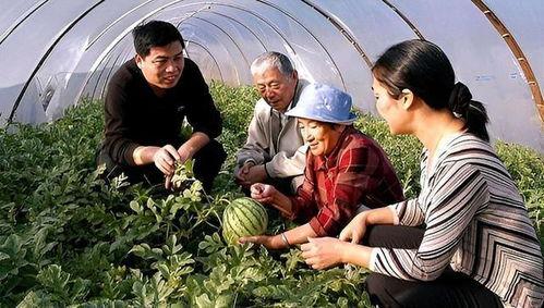 新疆维吾尔族吃瓜视频,维吾尔族吃瓜视频里的甜蜜生活