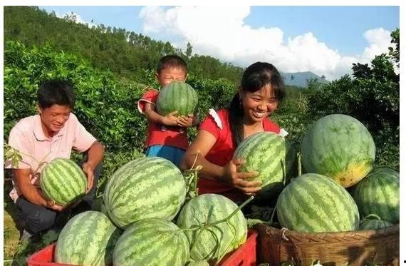 疫情泉州人吃瓜视频,揭秘病毒下的民间生活百态