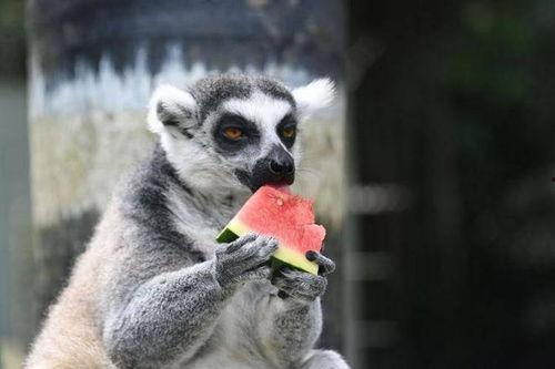 动物吃凉瓜视频播放下载,动物版视频播放下载热潮