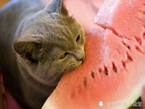 动物吃凉瓜视频播放下载,动物版视频播放下载热潮