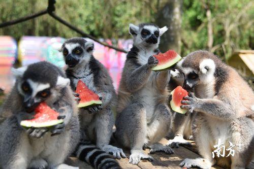 动物吃凉瓜视频播放下载,动物版视频播放下载热潮