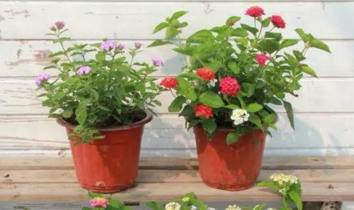 邓刚老师吃瓜视频大全最新,趣味横生，笑料百出