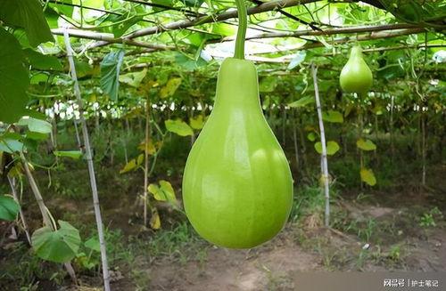 葫芦瓜花咋吃最好呢视频,视频教你最佳食用方法