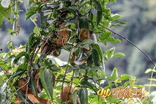 八月瓜吃货视频大全播放,视频大全播放量揭秘