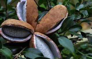 八月瓜吃货视频大全播放,视频大全播放量揭秘