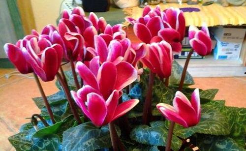 小七吃不饱吃瓜视频,揭秘吃瓜界的“饱腹”之谜