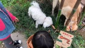 小盆友吃瓜视频在线观看,萌娃趣味瞬间，在线观看乐翻天