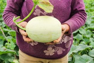 魔都吃瓜视频,揭秘都市生活里的热点事件与幕后真相