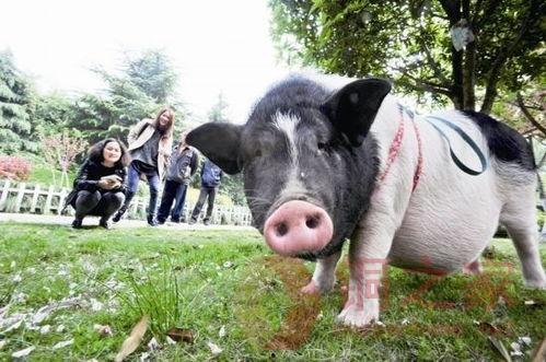 大叔养的猪吃瓜视频播放,瓜果飘香，猪儿乐享