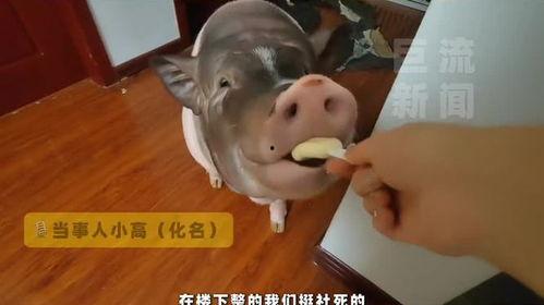 大叔养的猪吃瓜视频播放,瓜果飘香，猪儿乐享