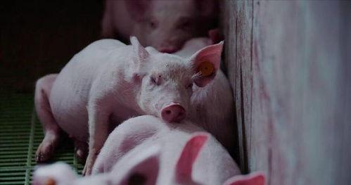 大叔养的猪吃瓜视频播放,瓜果飘香，猪儿乐享