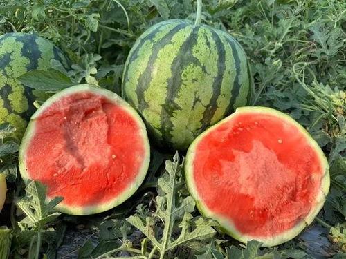 云南网红吃瓜视频下载,一场视觉盛宴的美食之旅