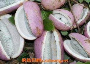 教你吃八月瓜视频大全下载,视频大全下载攻略