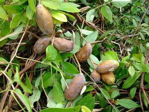 教你吃八月瓜视频大全下载,视频大全下载攻略