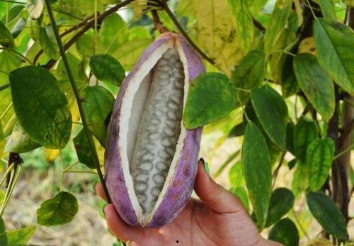 教你吃八月瓜视频大全下载,视频大全下载攻略