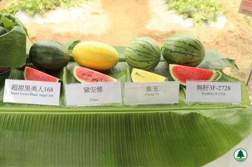 周五所有吃瓜原视频,盘点本周热门吃瓜视频