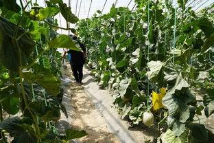 花店吃瓜的视频大全集,视频大全集精彩瞬间回顾