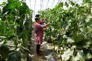 花店吃瓜的视频大全集,视频大全集精彩瞬间回顾