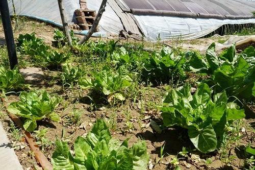 花店吃瓜的视频大全集,视频大全集精彩瞬间回顾