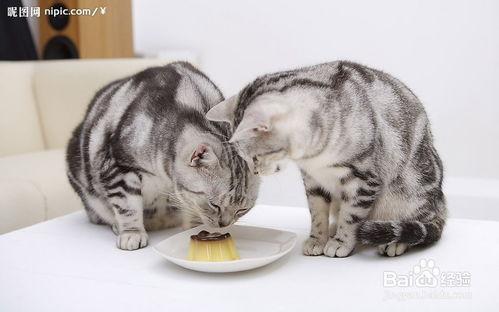 瓜哥吃瓜画猫视频大全免费观看,免费观看视频大全，带你领略趣味猫画世界