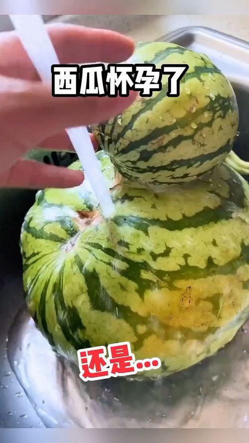 搞笑西饼吃瓜视频,笑料横飞，带你领略美食与欢乐的完美融合！