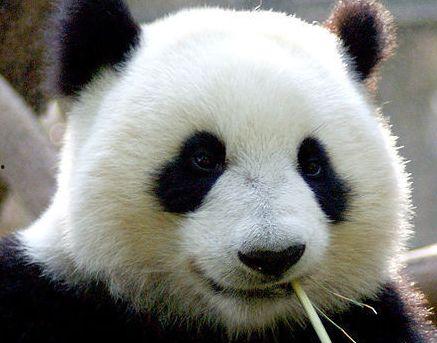 熊猫吃瓜素材视频无水印,萌态十足，带你领略国宝的悠闲时光