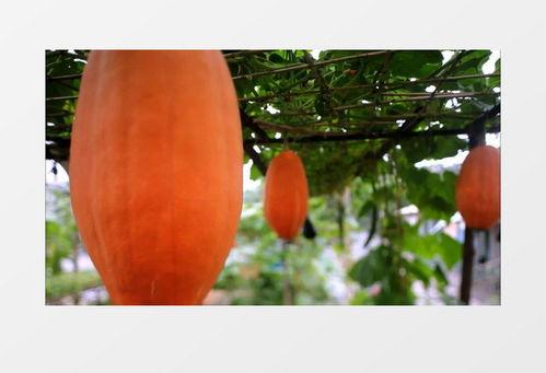 熊猫吃瓜素材视频无水印,萌态十足，带你领略国宝的悠闲时光