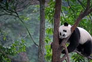 熊猫吃瓜素材视频无水印,萌态十足，带你领略国宝的悠闲时光