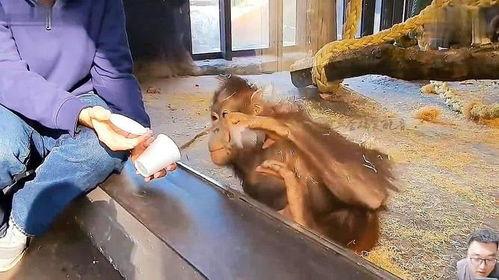 吃瓜变猴子搞笑视频大全