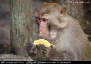 吃瓜变猴子搞笑视频大全