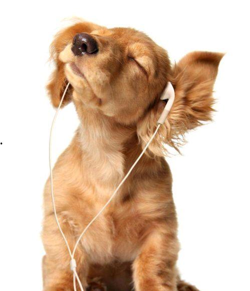 吃瓜张大嘴小狗视频大全,吃瓜达人张大嘴与小狗们的欢乐时光大盘点