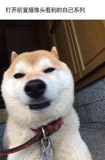 吃瓜张大嘴小狗视频大全,吃瓜达人张大嘴与小狗们的欢乐时光大盘点