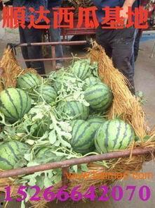 棉纺厂 吃瓜视频,揭秘吃瓜视频背后的秘密工厂