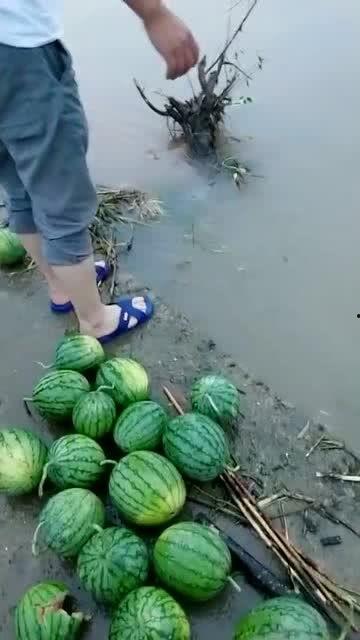 散步吃瓜视频大全,盘点热门散步吃瓜视频大全