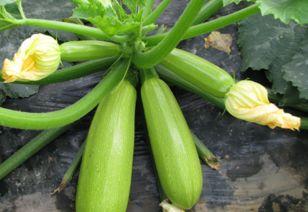 小孩吃西葫芦瓜好吗视频,小孩食用好处多