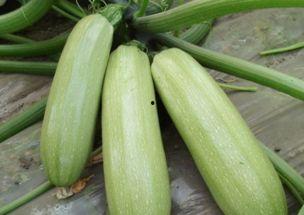 小孩吃西葫芦瓜好吗视频,小孩食用好处多