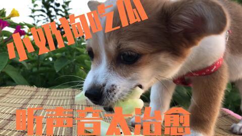 吃瓜吃的小狗视频下载,揭秘小狗吃瓜视频下载攻略