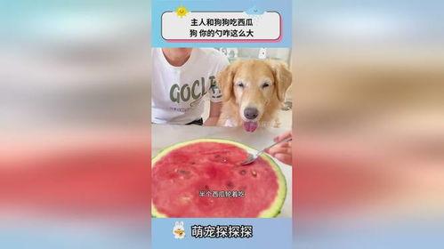 吃瓜吃的小狗视频下载,揭秘小狗吃瓜视频下载攻略