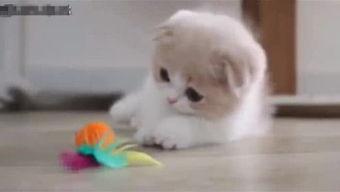 胖达吃瓜视频在线播放,带你领略网络视频的欢乐时光